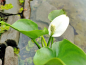 Preview: Sumpfcalla - Calla palustris